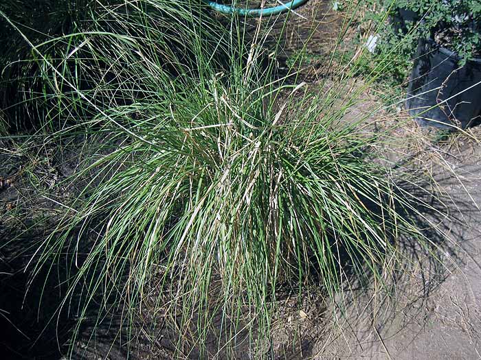 Muhlembergia Rigens